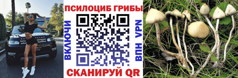 Псилоцибиновые грибы GOLDEN TEACHER  Новомосковск 
